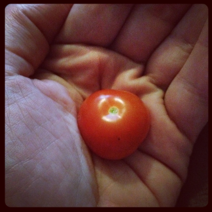 Première tomate cerise