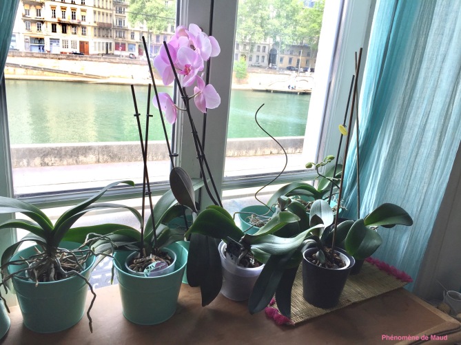 orchidées.jpg